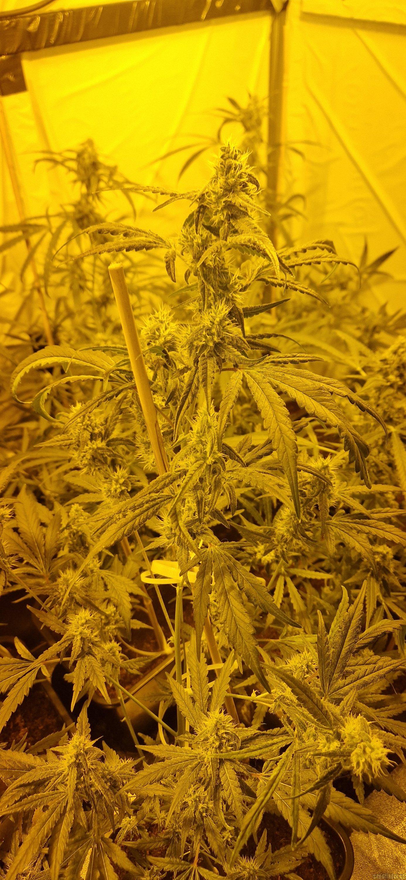 Banana Glue