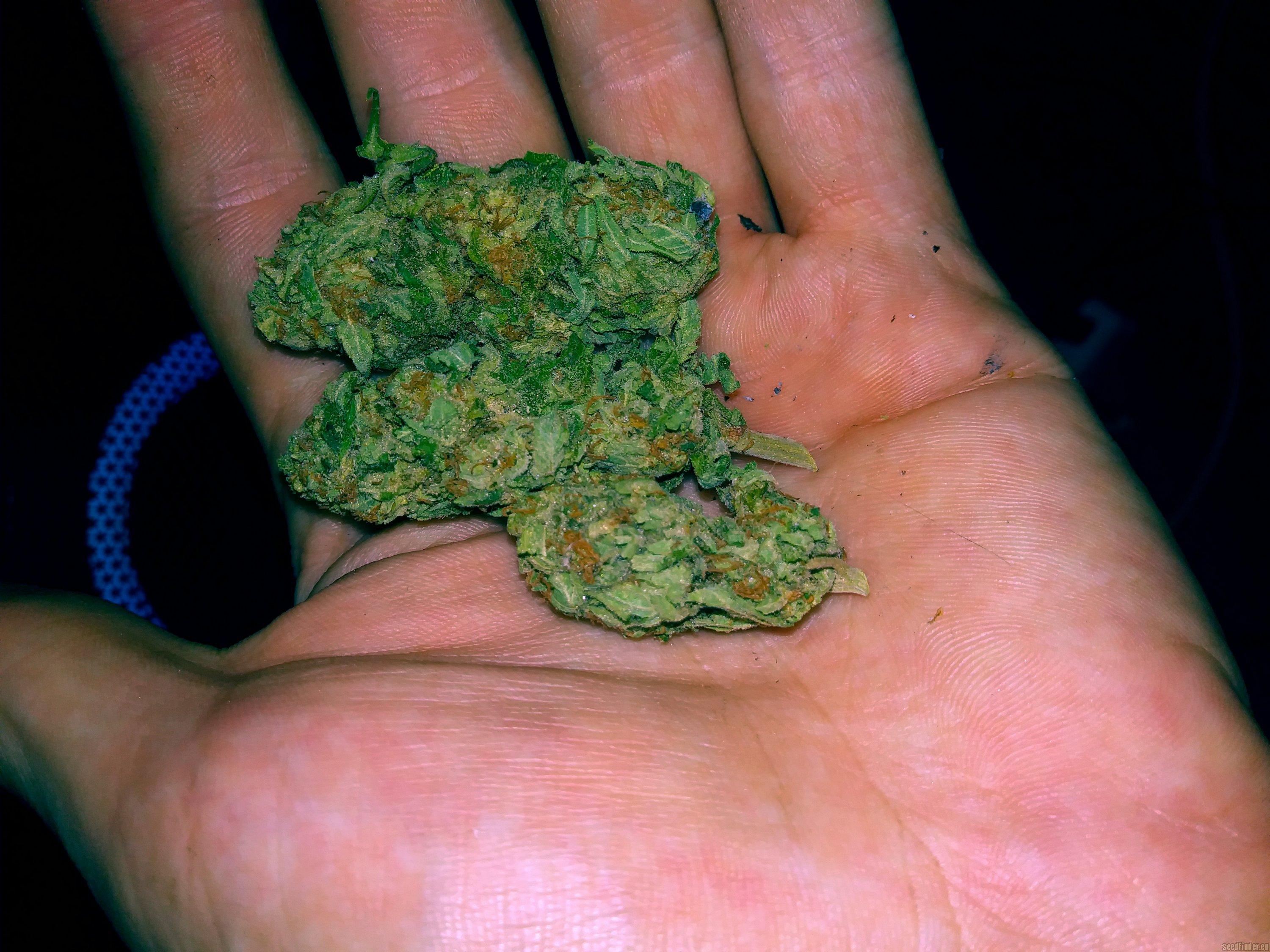 Banana Kush