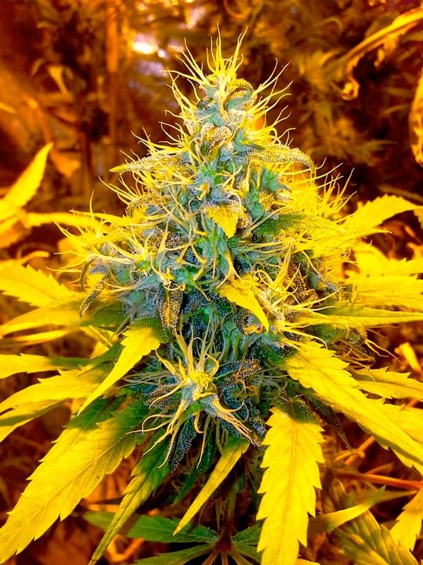 Banana Kush