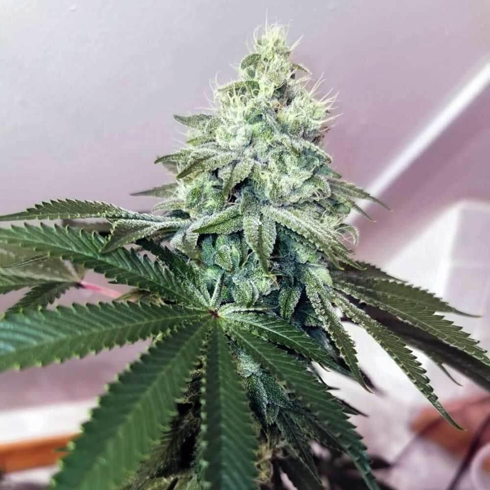 Banger Glue