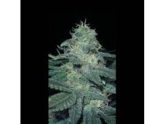BC Diesel