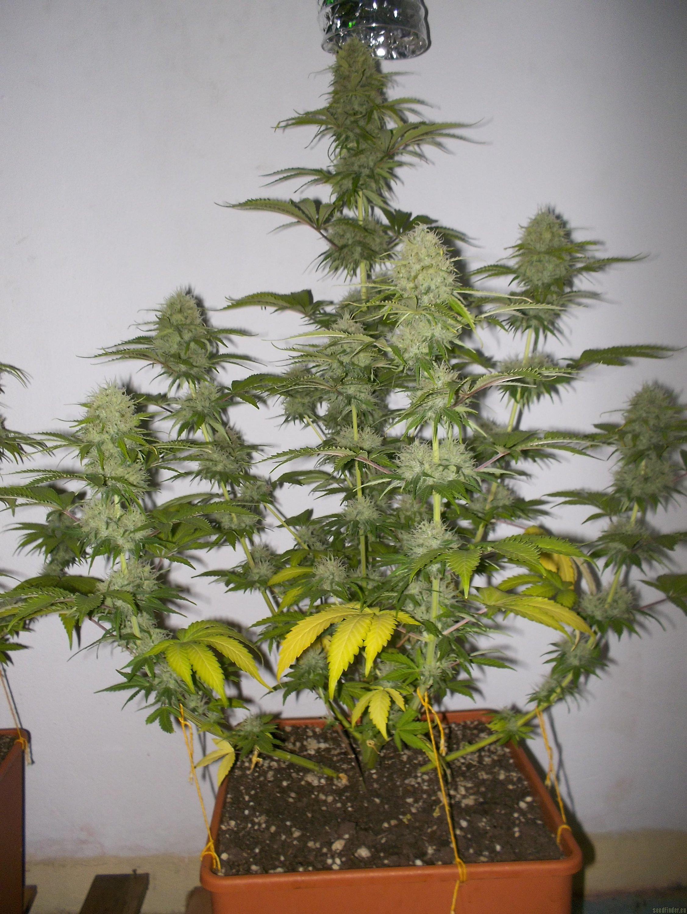 Super Skunk