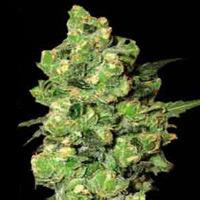 Super Skunk