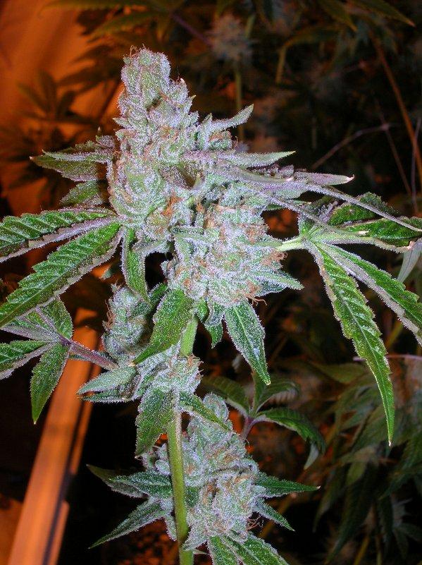 Tahoe OG Kush