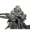 Tangie Punch