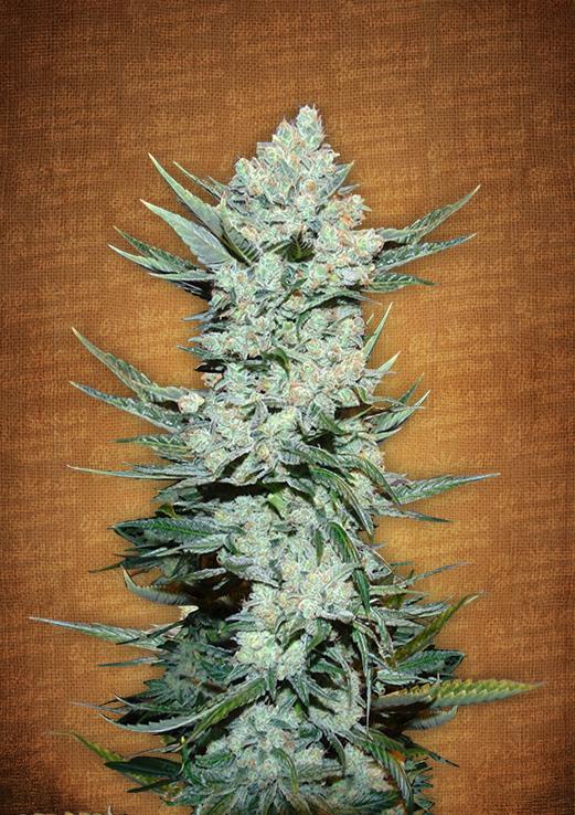 Tangie'matic