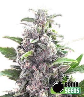 THC Bomb