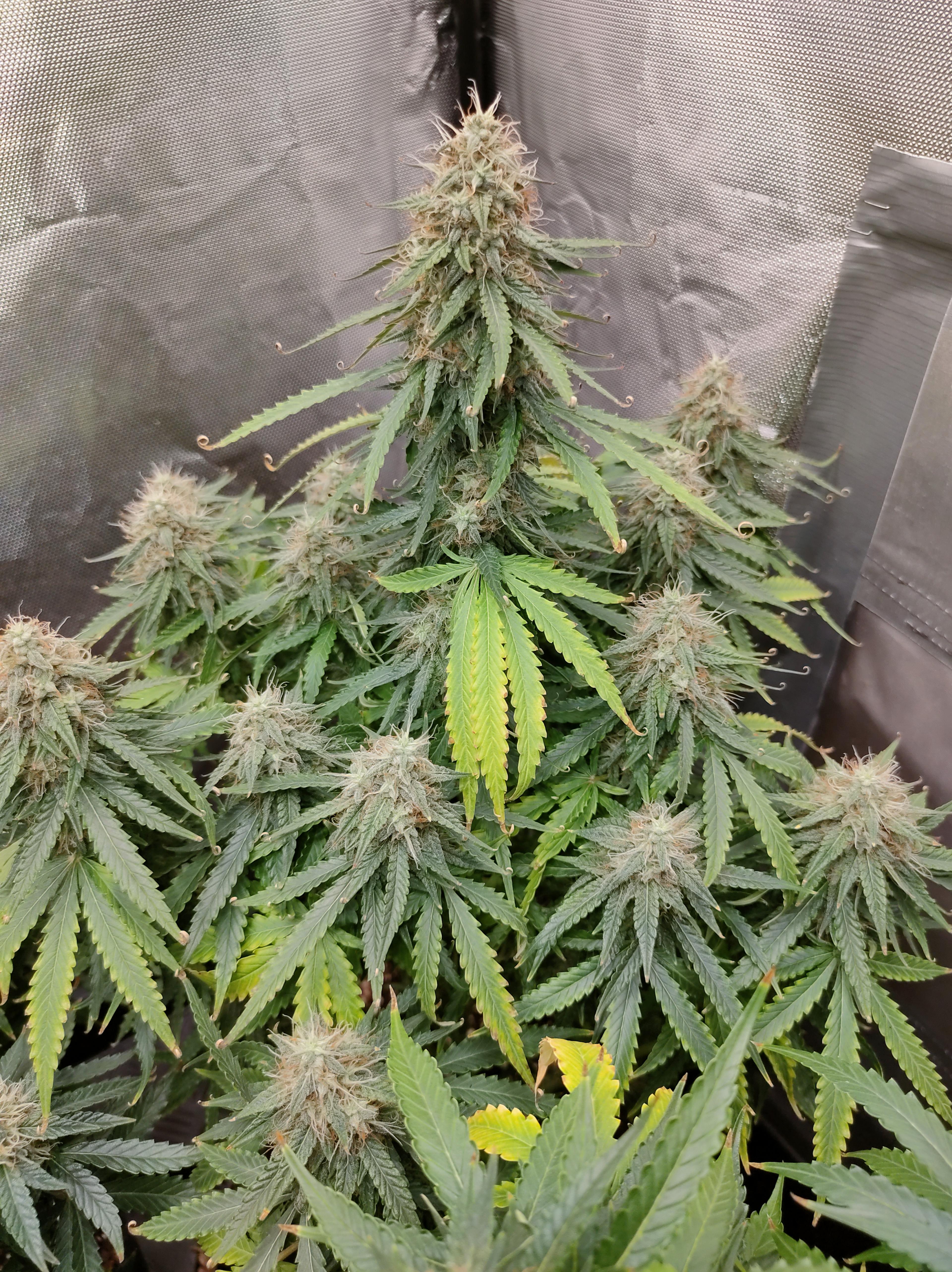 Titan F1 Auto