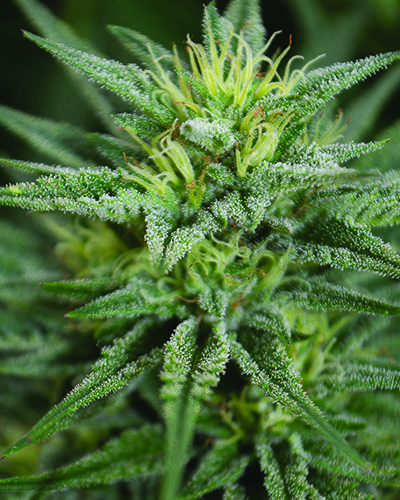 Trainwreck CBD