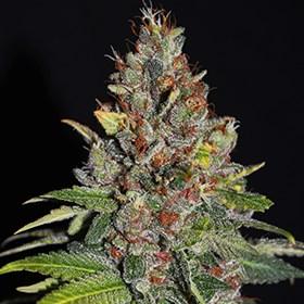 Tropical Punch
