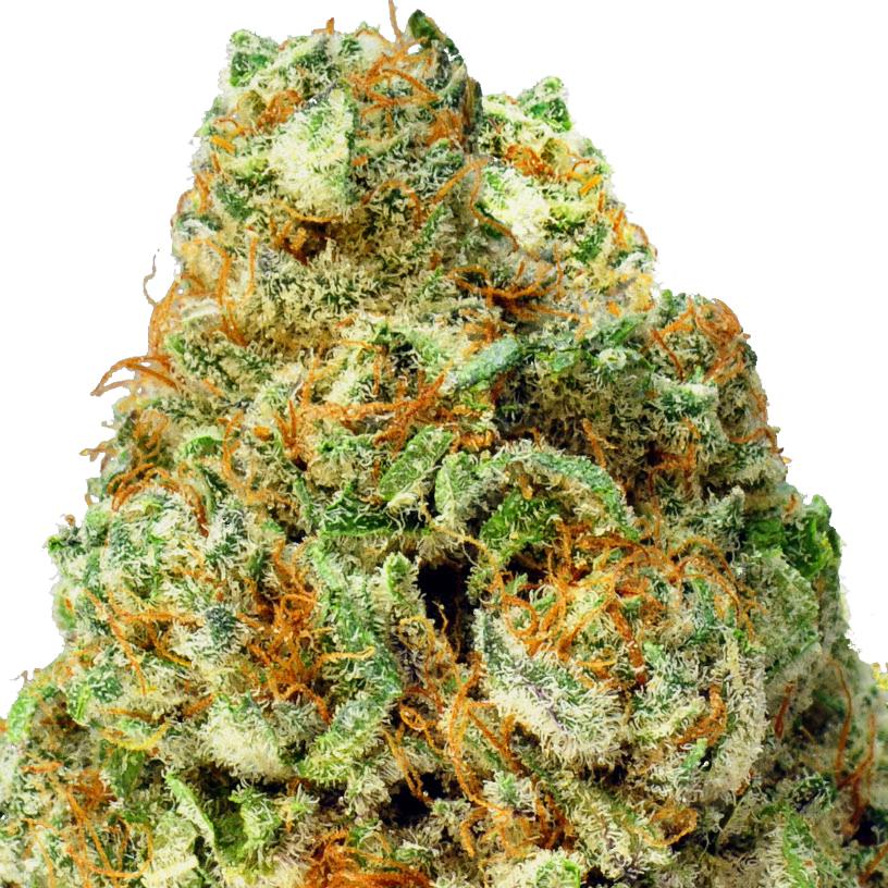 Turbo Bud Auto
