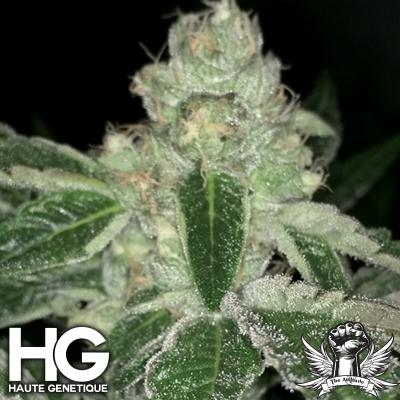 V Kush