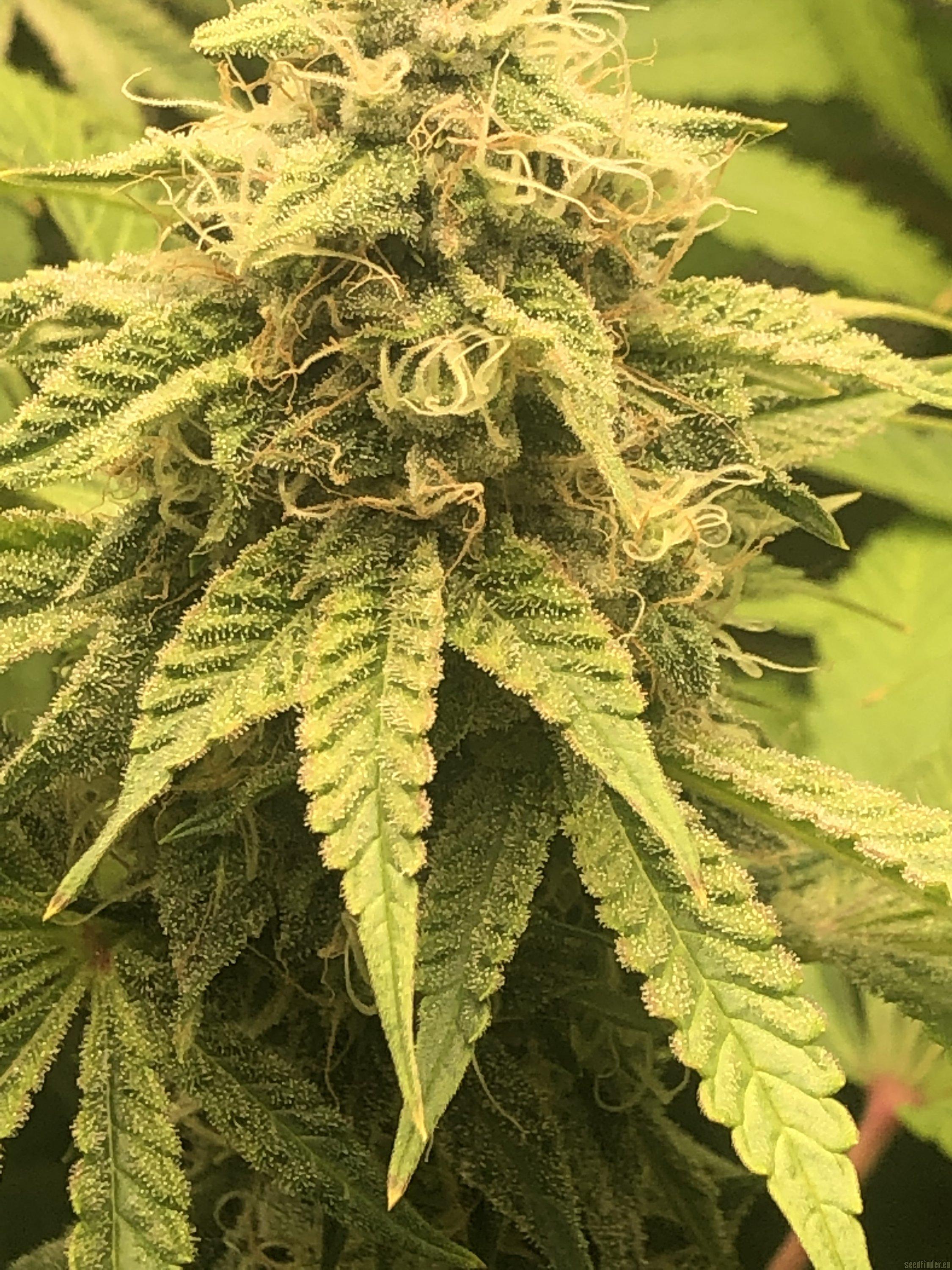 Venom OG