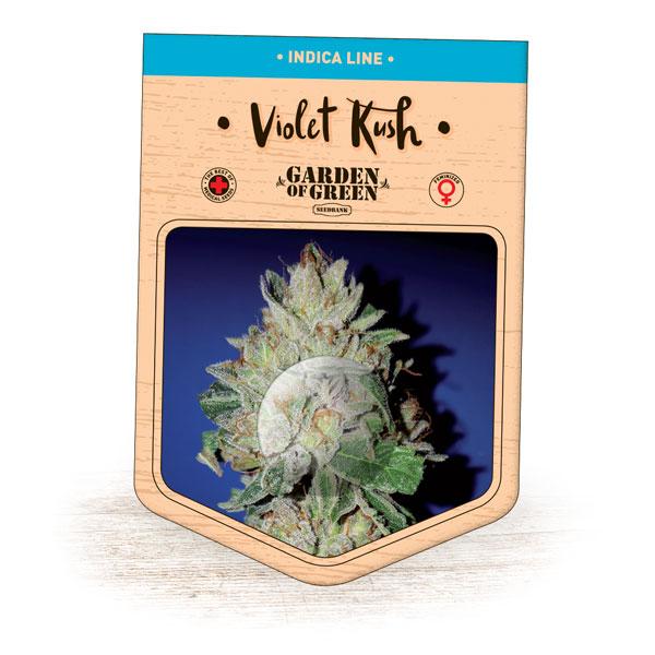 Violet Kush