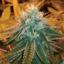 Watermelon OG