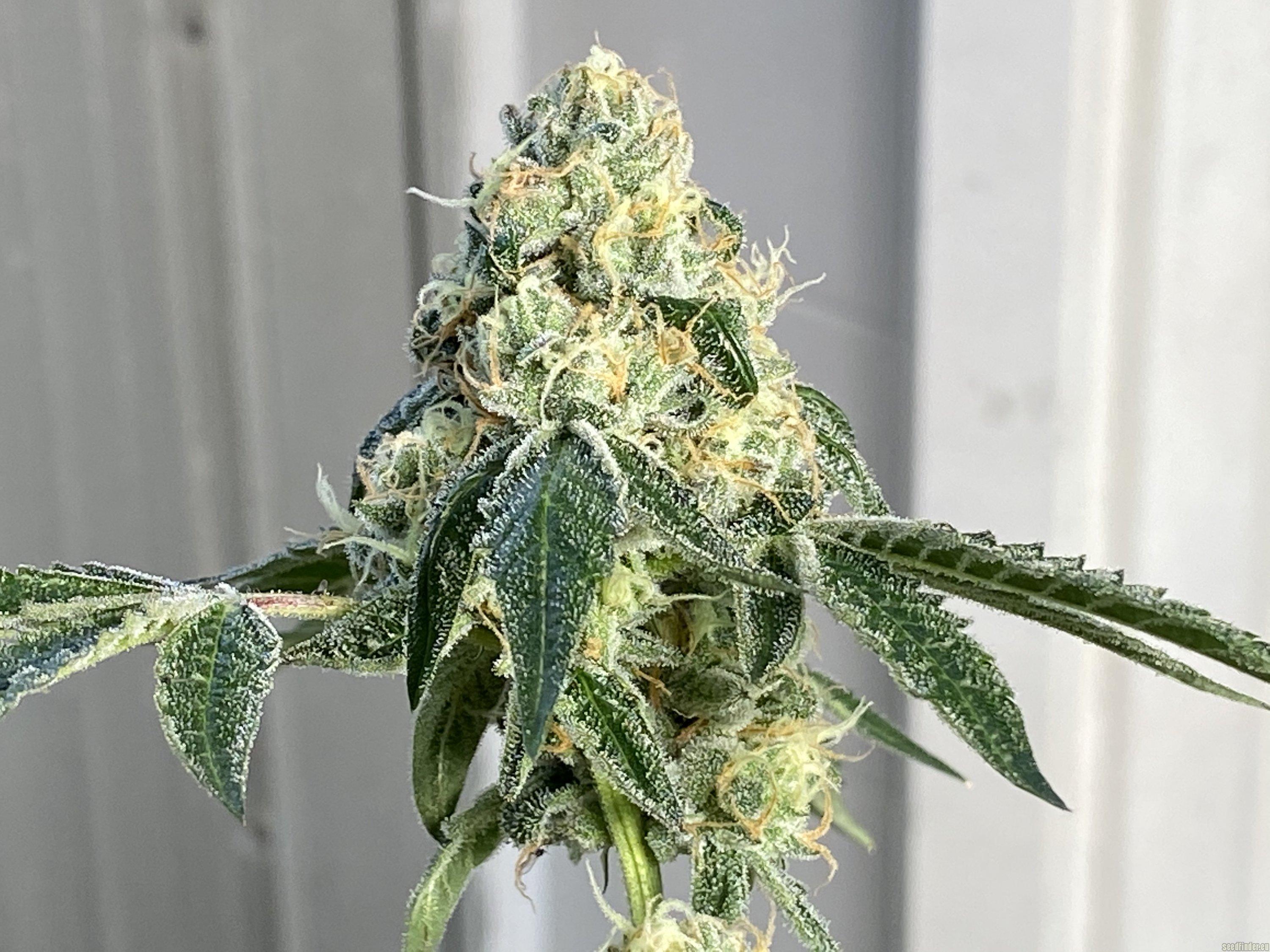 Wedding Gelato