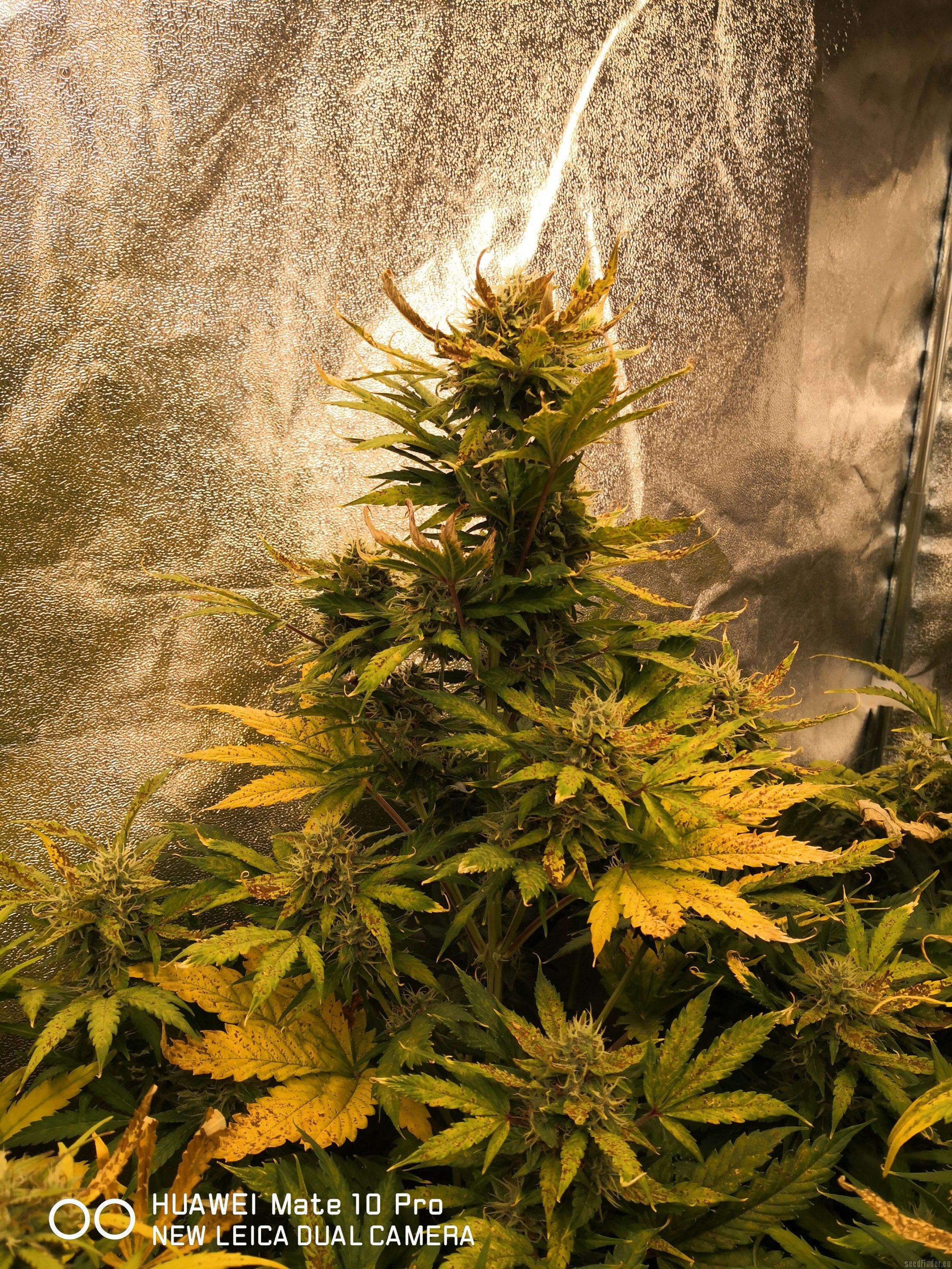 West Coast OG