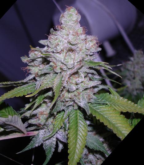 White Berry