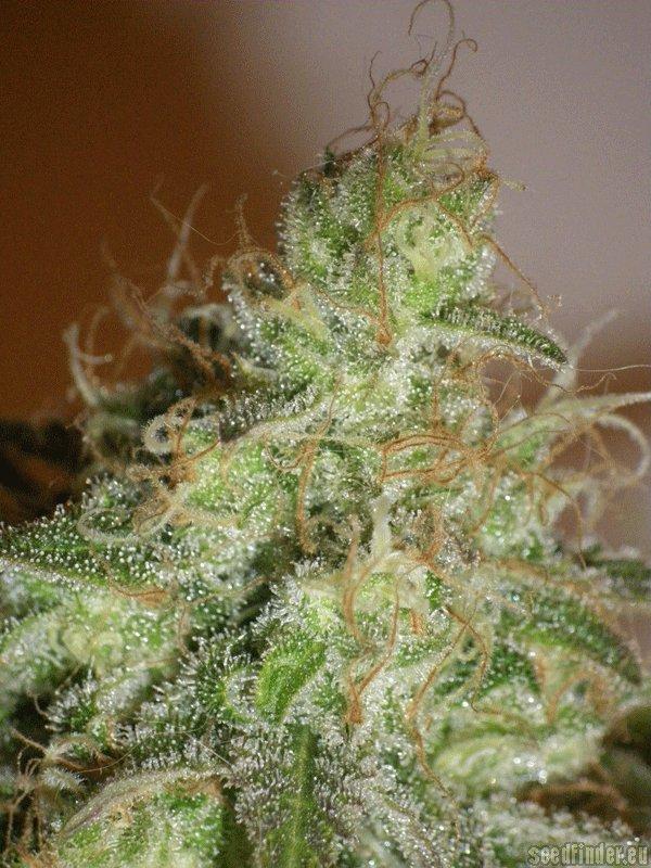White Chronic