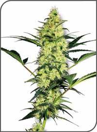 White Diesel