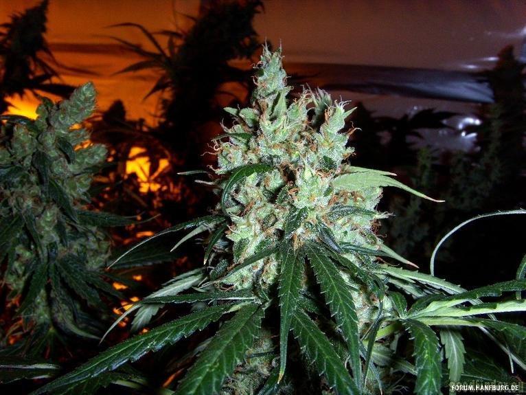 White Indica