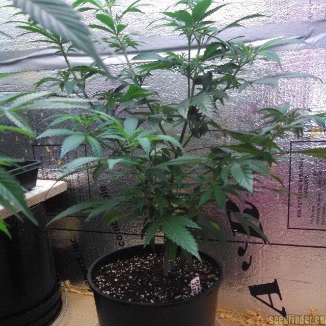 White Lemon