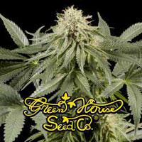 White Rhino