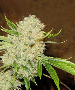 White Russian