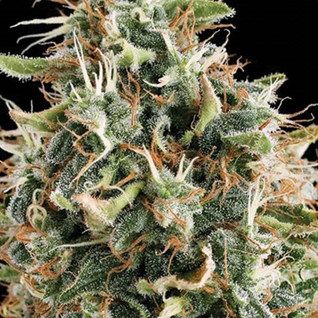 White Widow