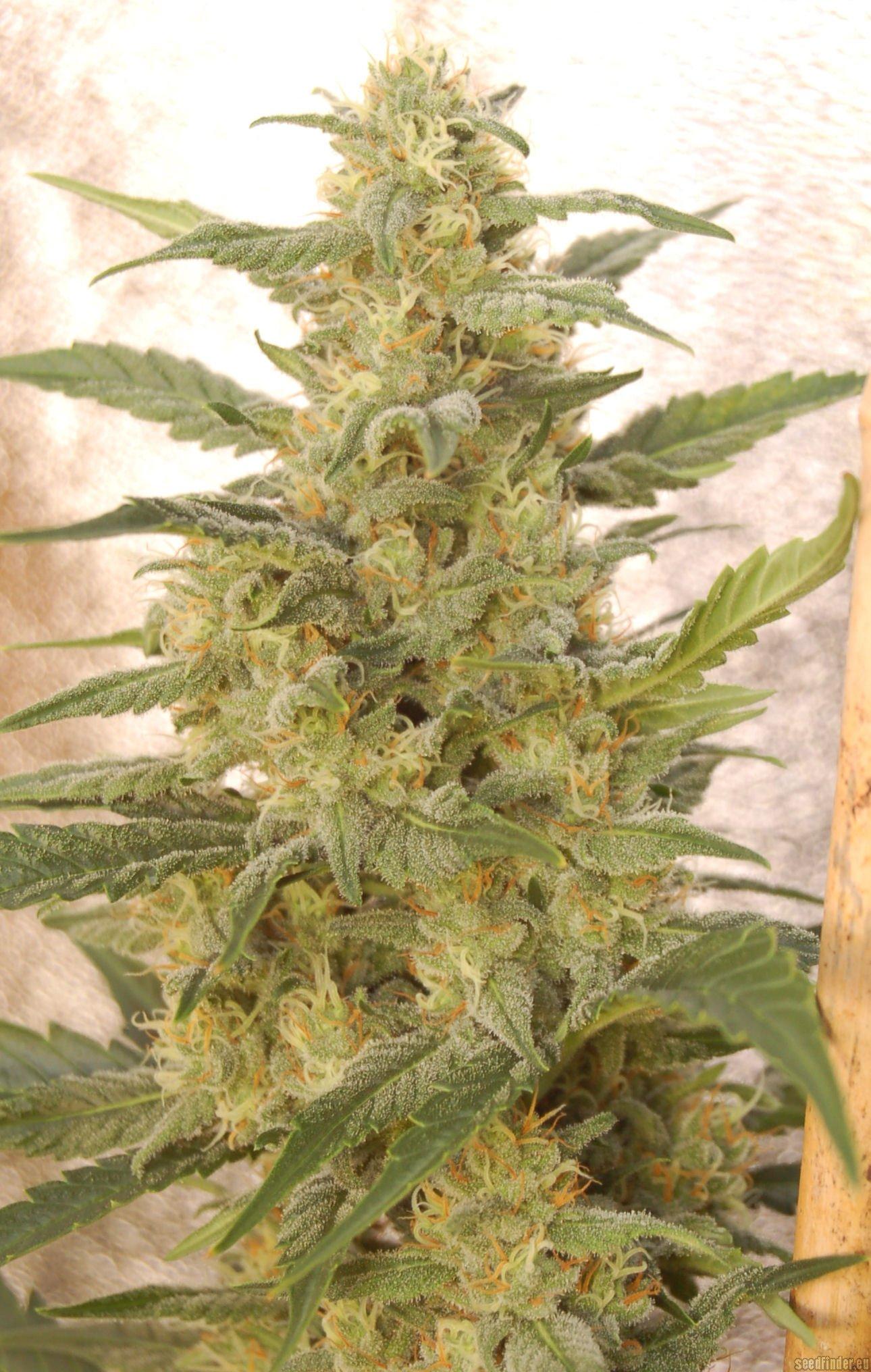 White Widow