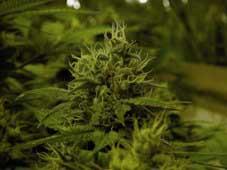 White Widow