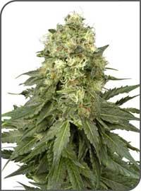 White Widow
