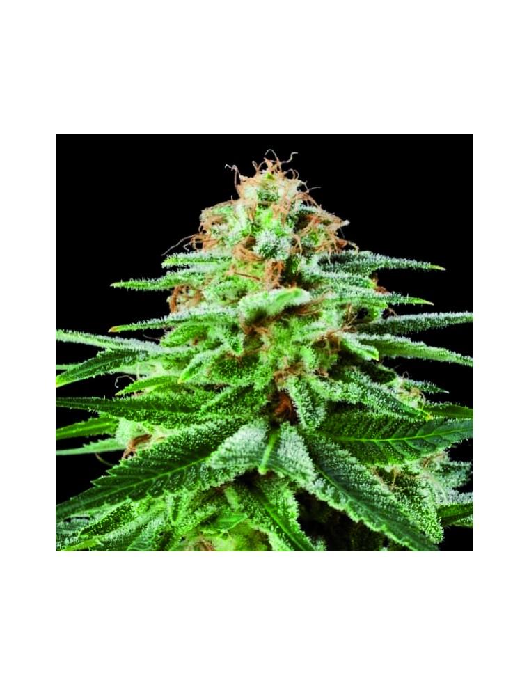 White Widow