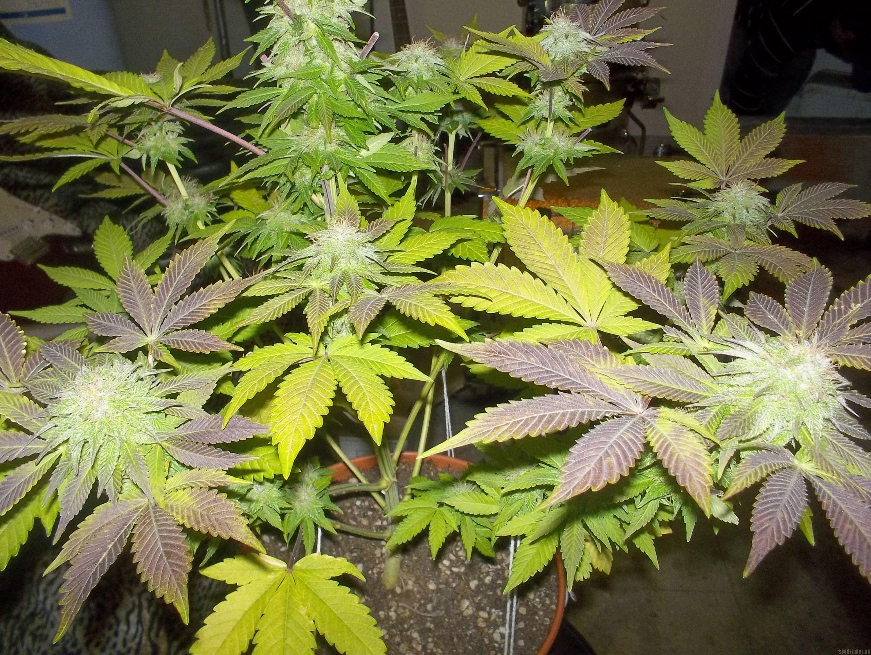 White Widow