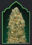 White Widow