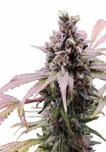 Zkittles