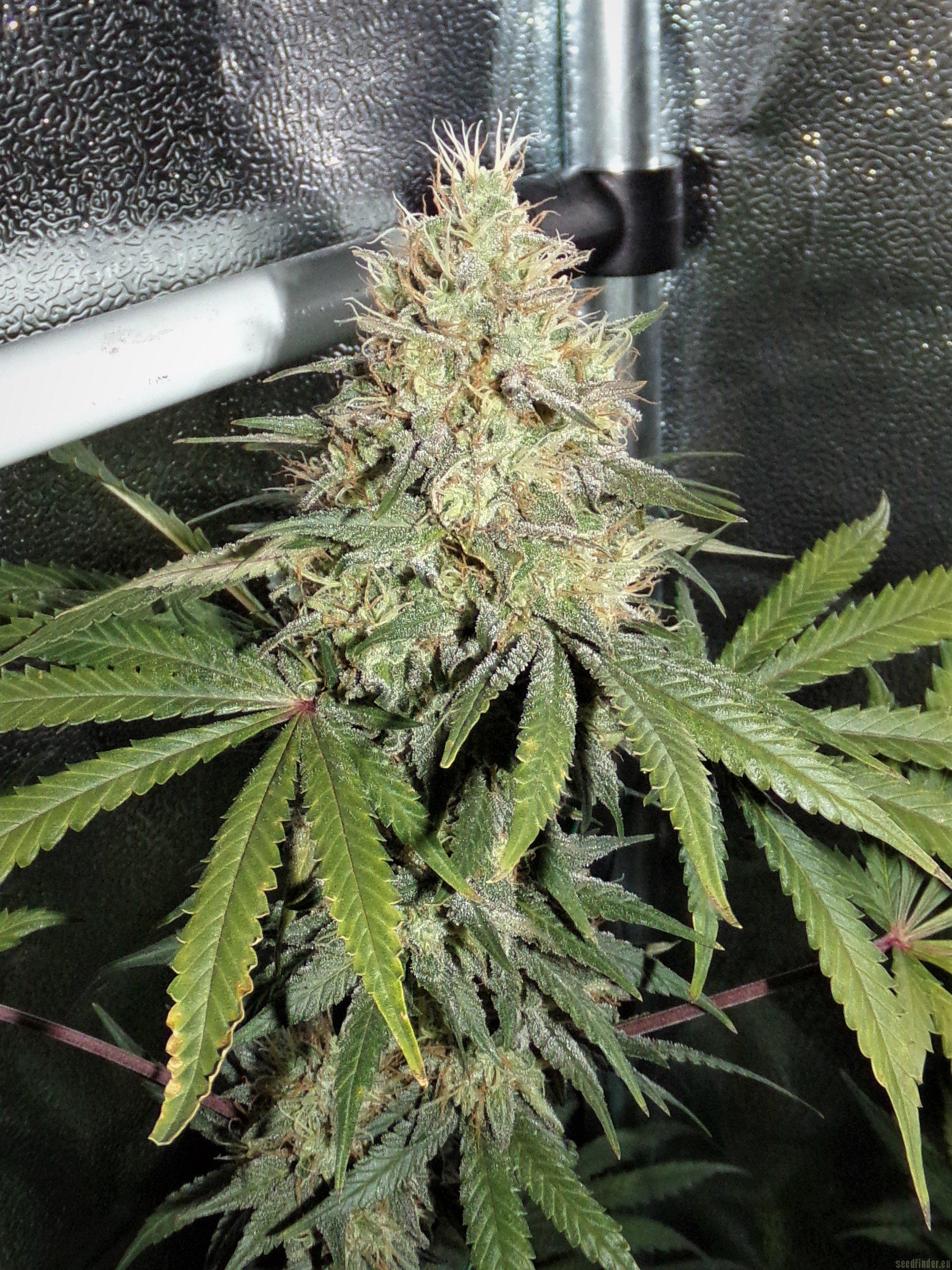 Zkittlez