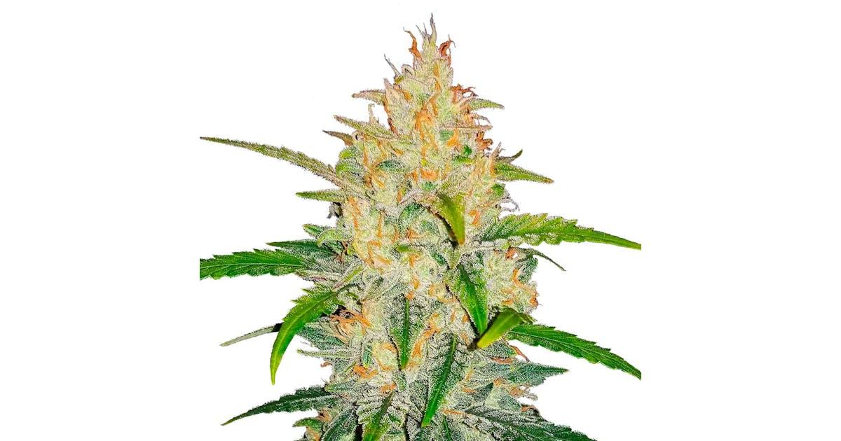 Zkittlez Auto