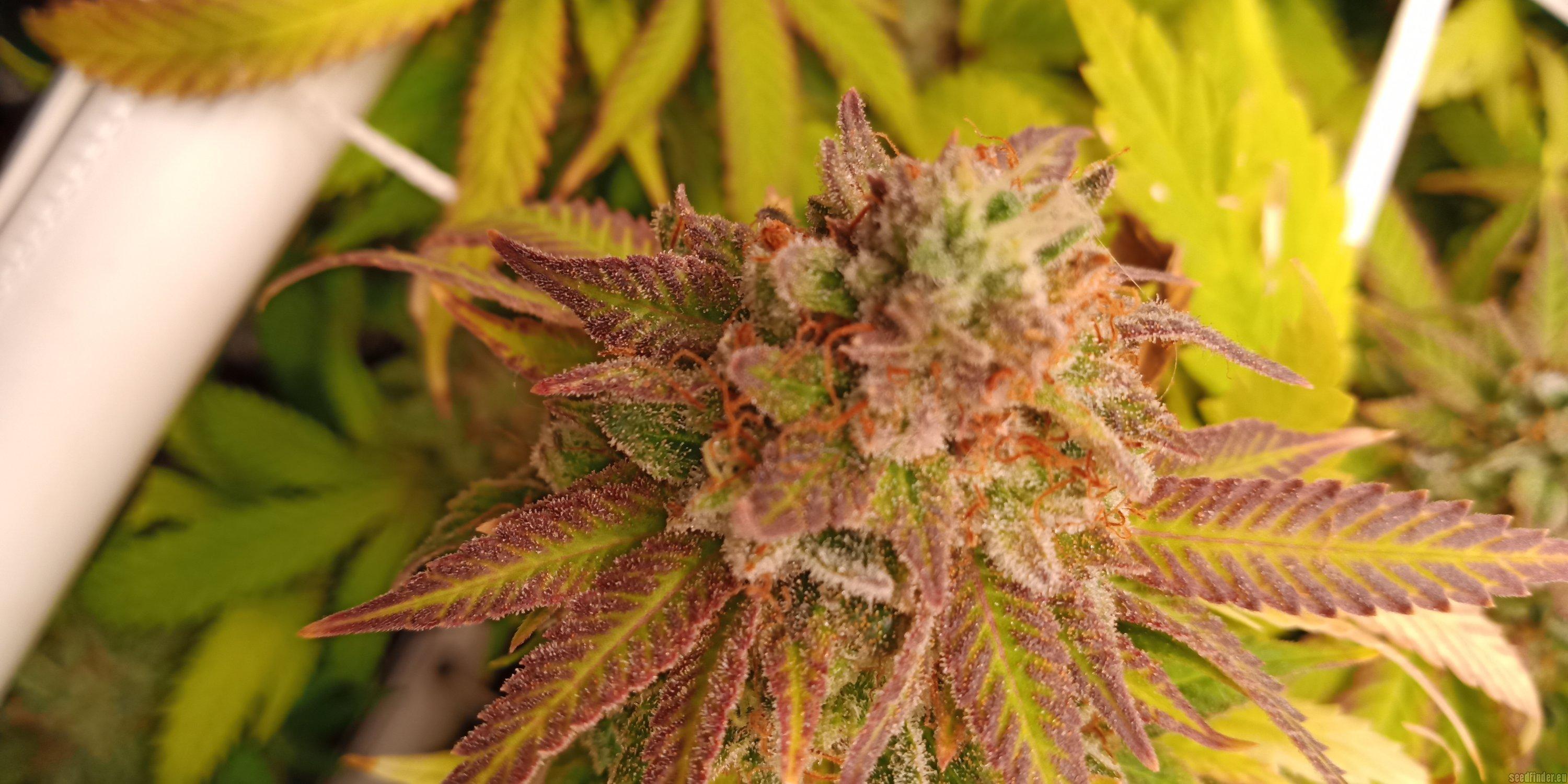 Zkittlez Glue