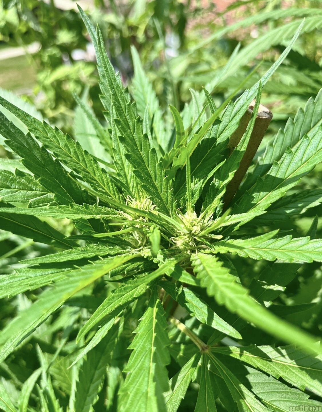 Zkittlez