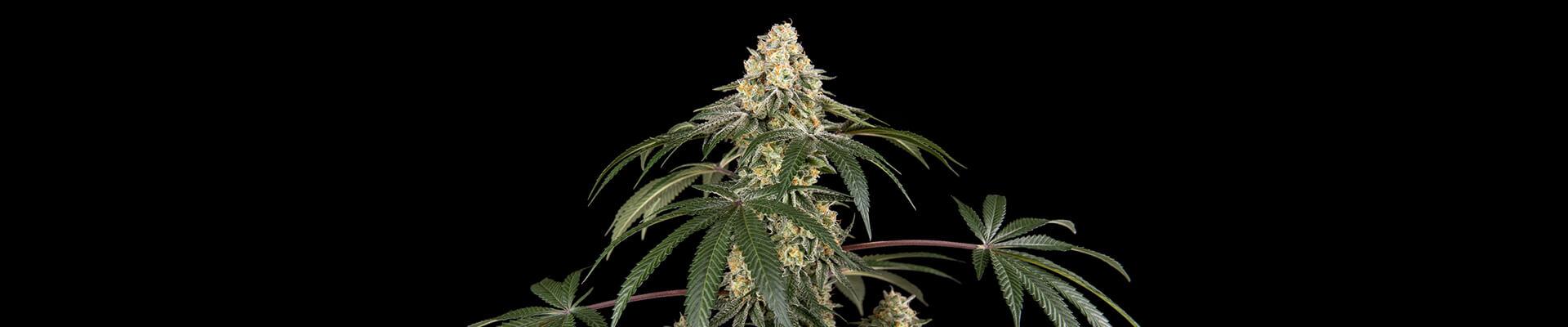 Izveštaj o gajenju Blue Porcelain Feminized