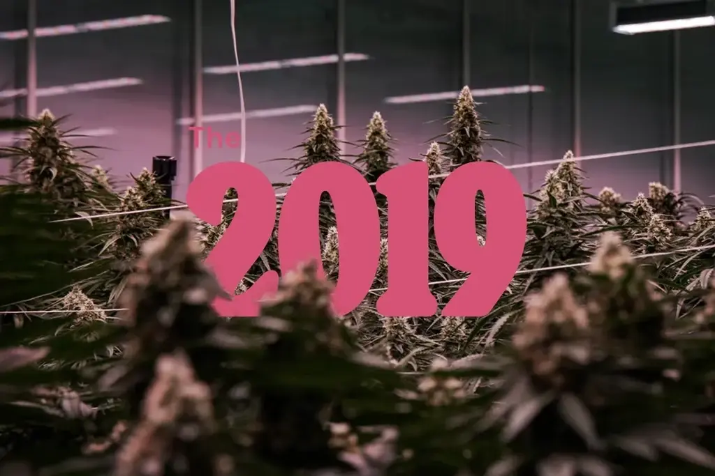 Sorta kanabisa iz 2019. godine: Gde se nasleđe landrek sorte susreće sa hibridnom snagom