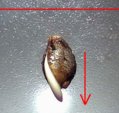 cannabis_seed_third_day_of_germination_visible_s.jpg