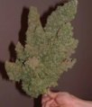 13857bigcannabisbuds.jpg