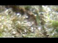 img_2074_ep-260-purple-love-hd-reupload-new-audio-720p-weed-review-buds-close-up-marihuana-medical.jpg