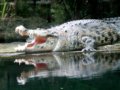 krokodil.jpg