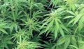 Cannabis-Plants-760x452.jpg