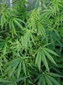 Cannabis_ruderalis_male_plant.jpg