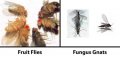 fruit-flies-vs-fungus-gnats-sm.jpg