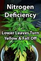 example-yellow-leaves-nitrogen-deficiency-marijuana.jpg